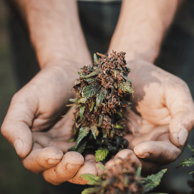 blogartikel-alteste_nutzpflanze