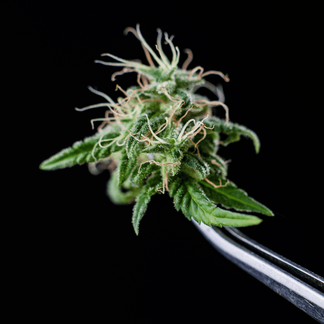 cbd-bluete-terpene
