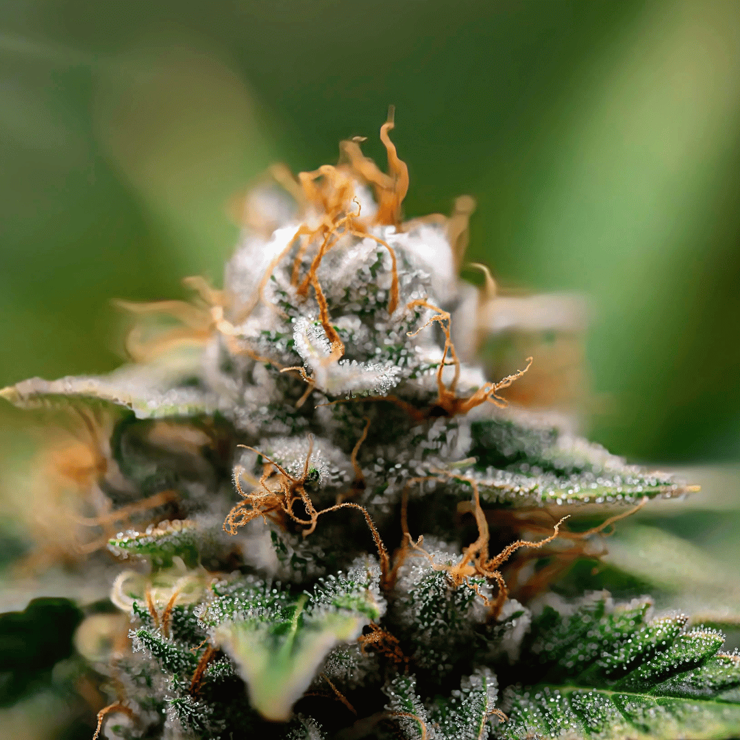 cbd-bluete-bild-pillarseite